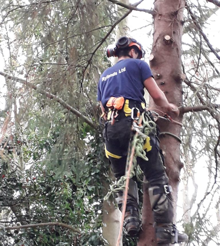 Tree Surgeon climbing up and operating on a tree in York