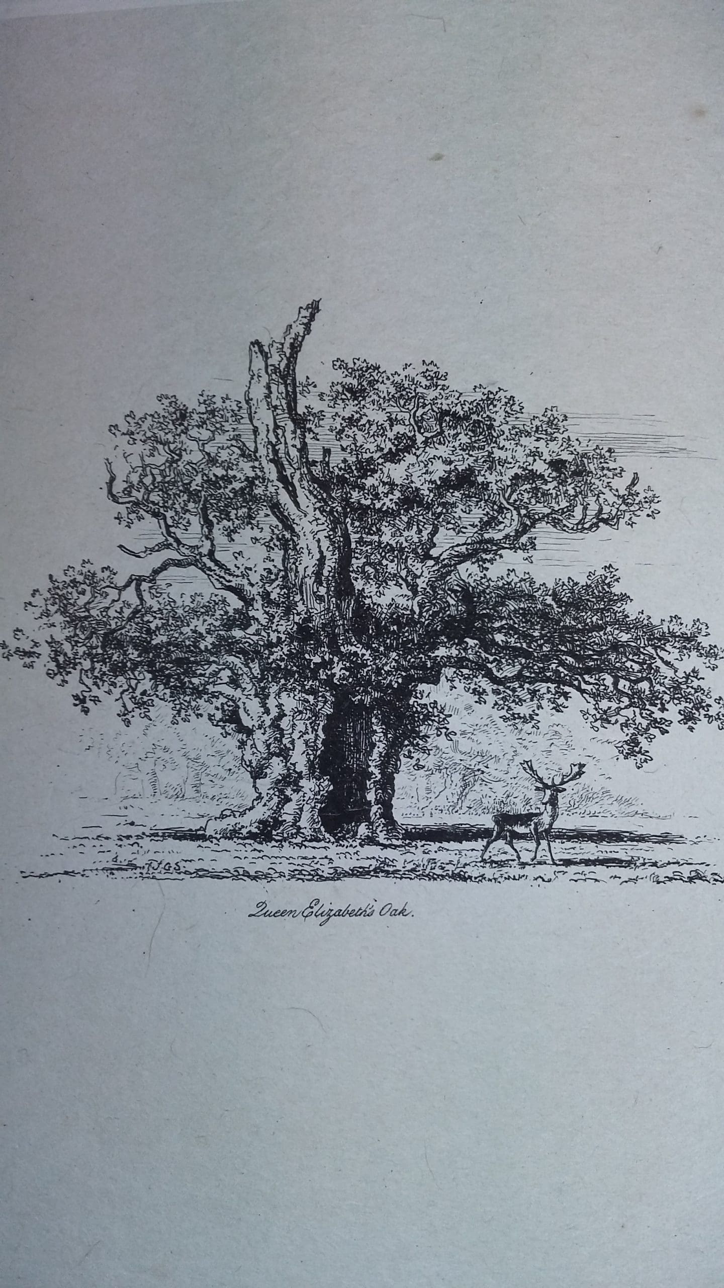 ryland horticulture - tree illustration