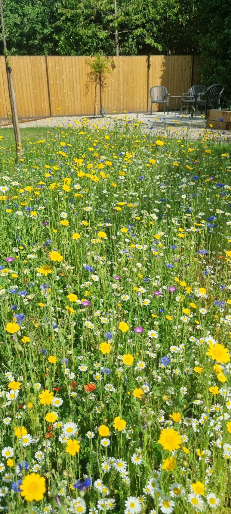 Wildflower meadow.. fantastic colours for 2025.