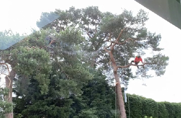 Tree felling at super speed