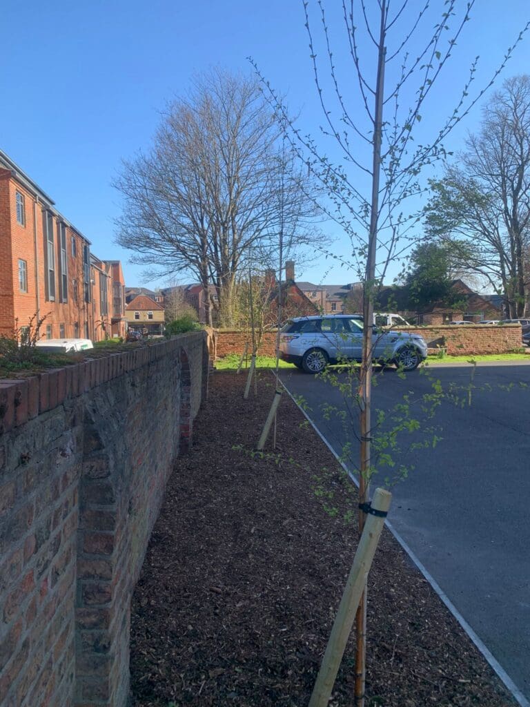 St. Lawrence Church York. Tree planting April 2026.